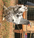 Ovos Galados de Brahma Azul
