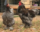 Ovos Galados de Brahma Azul