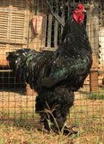 Ovos Galados de Brahma Negra
