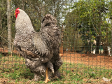 Ovos Galados de Brahma Barrada