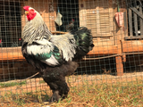Ovos Galados de Brahma Dark