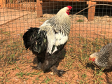 Ovos Galados de Brahma Dark