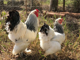 Ovos Galados de Brahma Ligth