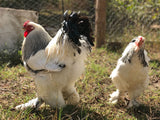 Ovos Galados de Brahma Ligth