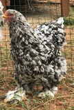 Ovos Galados de Brahma Marmorizado