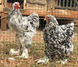 Ovos Galados de Brahma Marmorizado