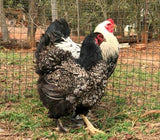 Ovos Galados de Brahma Prata Laceada