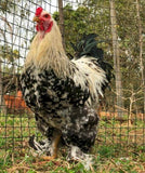 Ovos Galados de Brahma Prata Laceada