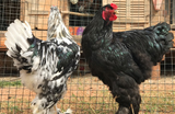 Ovos Galados de Brahma Mottled