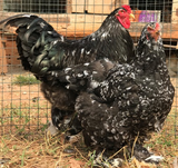 Ovos Galados de Brahma Mottled