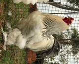 Ovos Galados de Brahma Ligth Azul