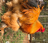 Ovos Galados de Brahma Buff Azul