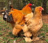 Ovos Galados de Brahma Buff Azul