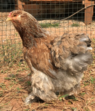 Ovos Galados de Brahma Silver