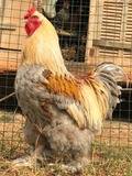 Ovos Galados de Brahma Silver