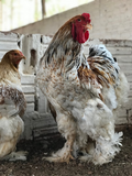 Ovos Galados de Brahma Red Marmorizado