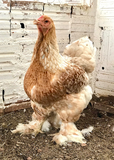 Ovos Galados de Brahma Red Marmorizado