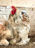 Ovos Galados de Brahma Red Marmorizado