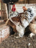 Ovos Galados de Brahma Red Marmorizado