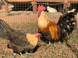 Ovos Galados de Braeckel Lemon