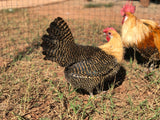 Ovos Galados de Braeckel Lemon