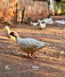 Ovos Galados de Pato Gigante Alemão