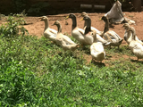 Ovos Galados de Marreco Saxony