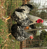 Ovos Galados de Wyandotte Prata Laceado