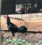 Ovos Galados de Galinha Capoeira