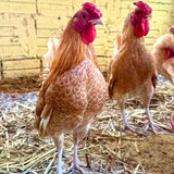 Ovos Galados de Sbrigth Camurça