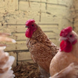 Ovos Galados de Sbrigth Camurça