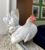 Ovos Galados de Galizé Lavanda