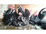 Ovos Galados de Galisé Motlled
