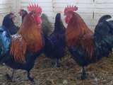 Ovos Galados de Marans Black Copper