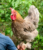 Ovos Galados de Marans Blue Copper