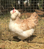 Ovos Galados de Faverolle Salmão