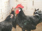 Ovos Galados de Leghorn Negra