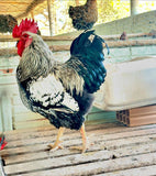 Ovos Galados de Plymouth Prata