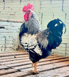 Ovos Galados de Plymouth Prata