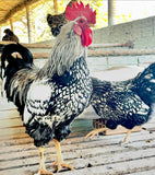 Ovos Galados de Plymouth Prata