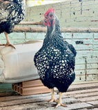 Ovos Galados de Plymouth Prata